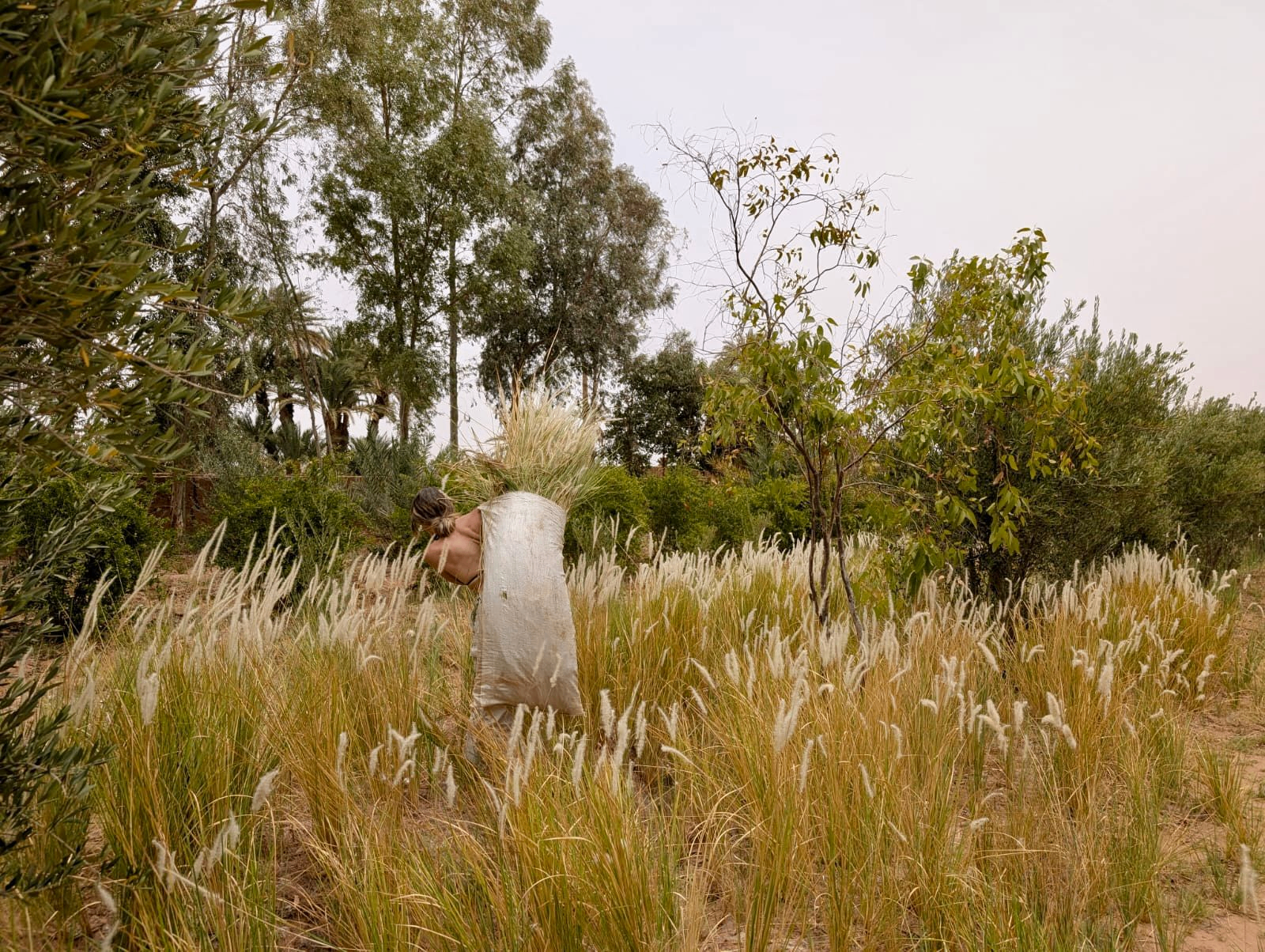 Between olive trees and institutions: reflections from community work in Morocco